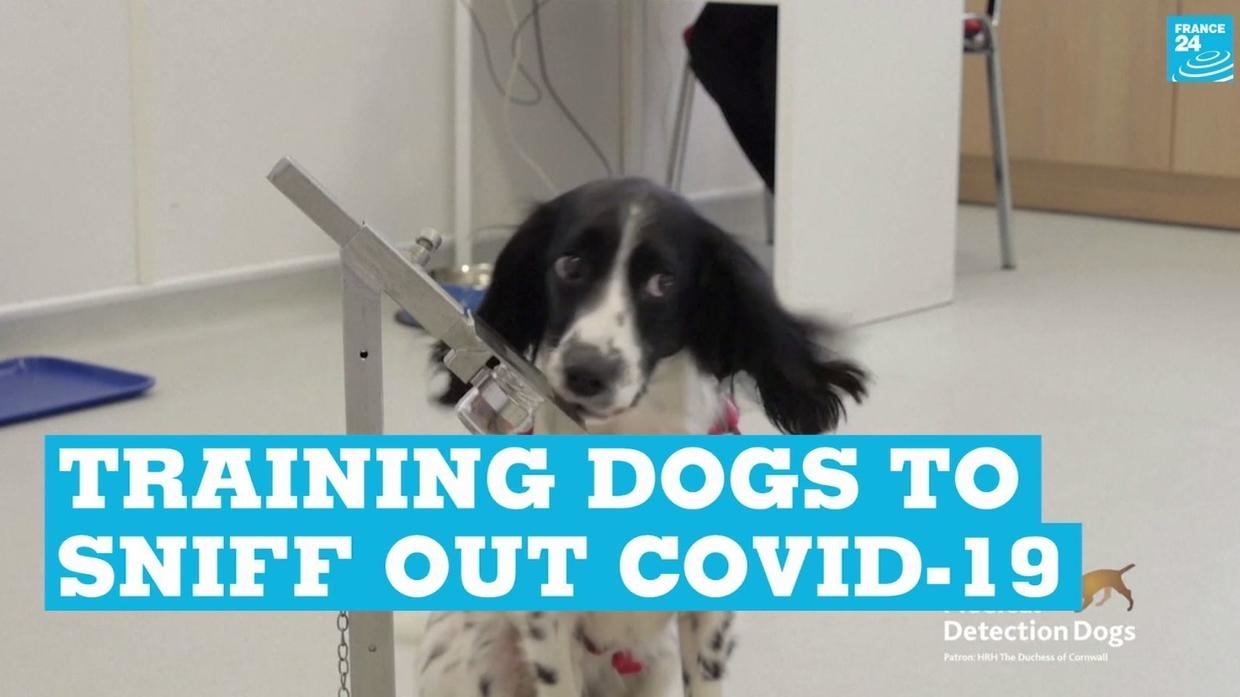 Photo of Training dogs to sniff out Covid-19