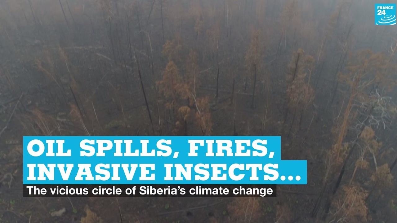 Photo of Oil spills, wildfires, invasive insects… Siberias climate change vicious circle